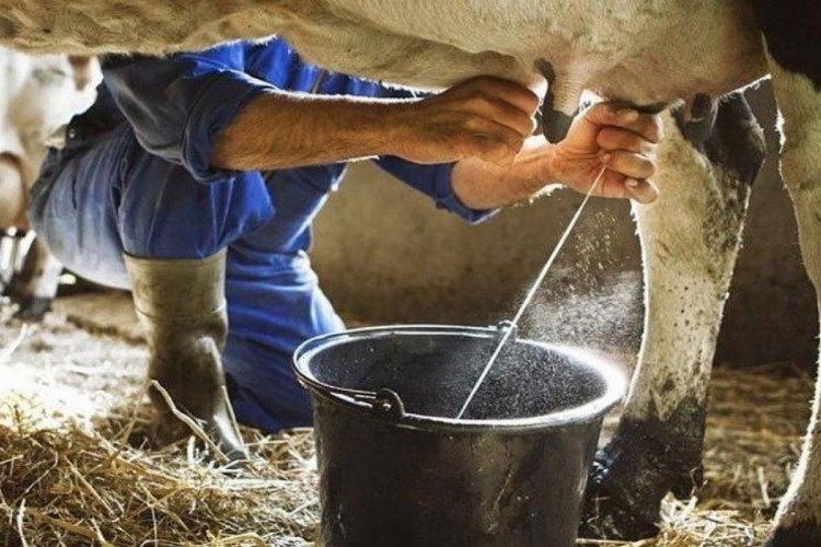 Bir Milyondan Fazla İnekten Süt Toplandı