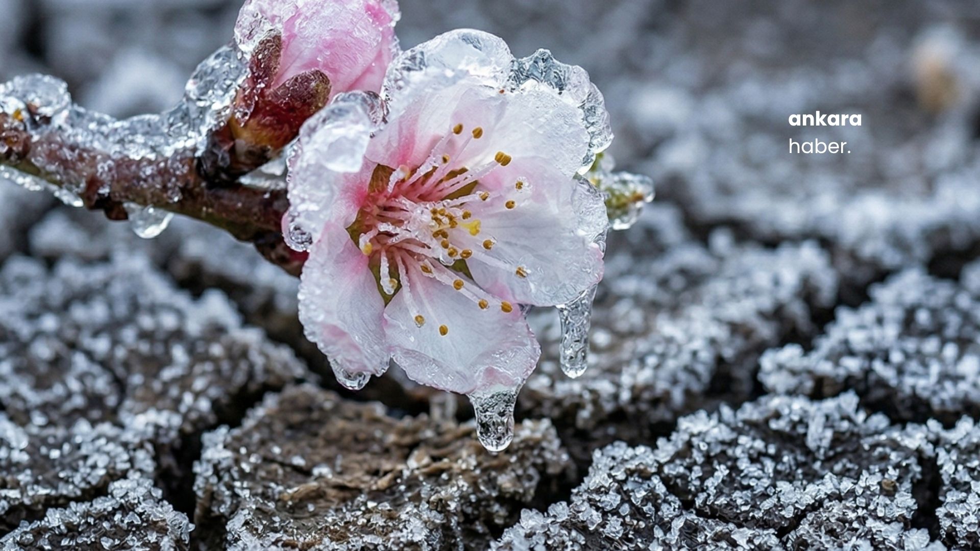 Başkent’te Nisan Ortasında ‘Buz’ Alarmı: Ankara Valiliği’nden Kritik Zirai Don Uyarısı!