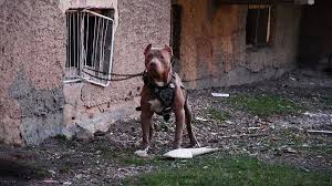 Ankara’da pitbull dehşeti davası başladı: 2 kardeşi yaralayan köpeğin sahibinin tutukluluğu sürecek